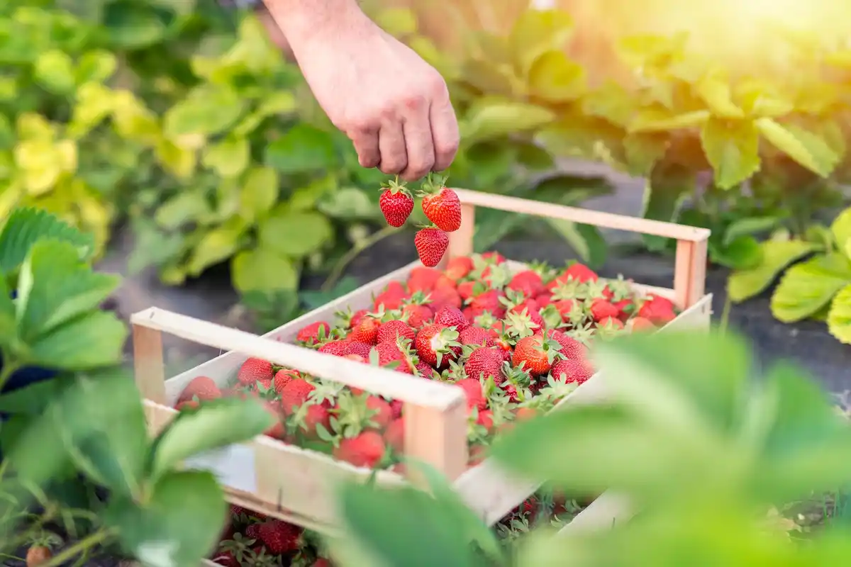 strawberry plants in home garden netherlands