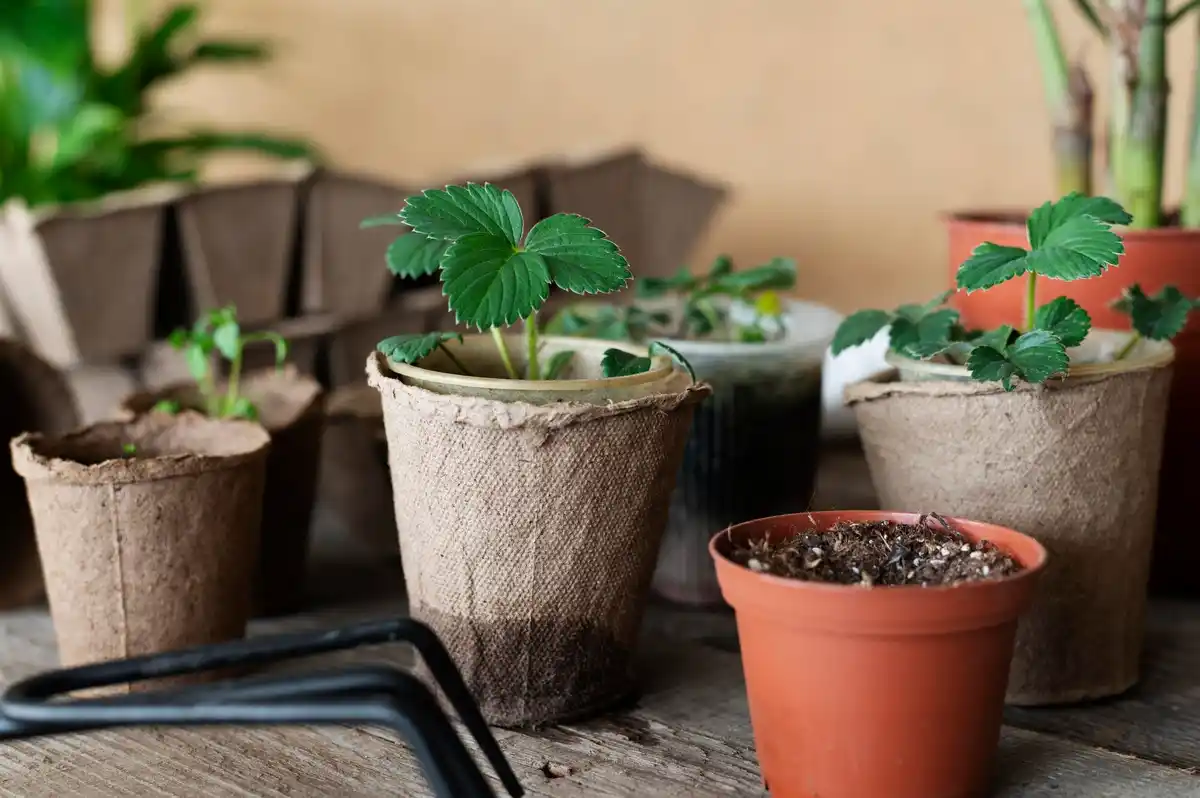 homemade plant seedling containers DIY recycled Dutch windowsill