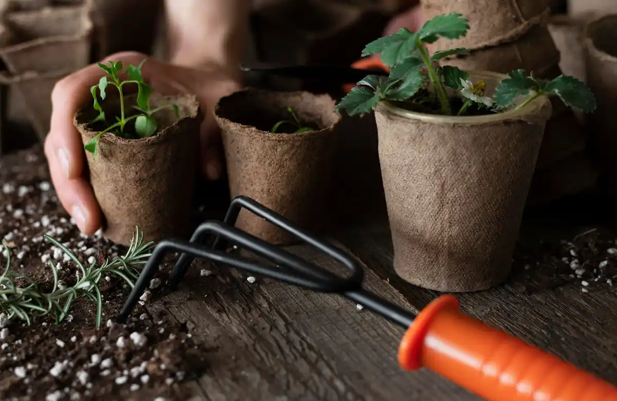 homemade seedling containers windowsill vegetables