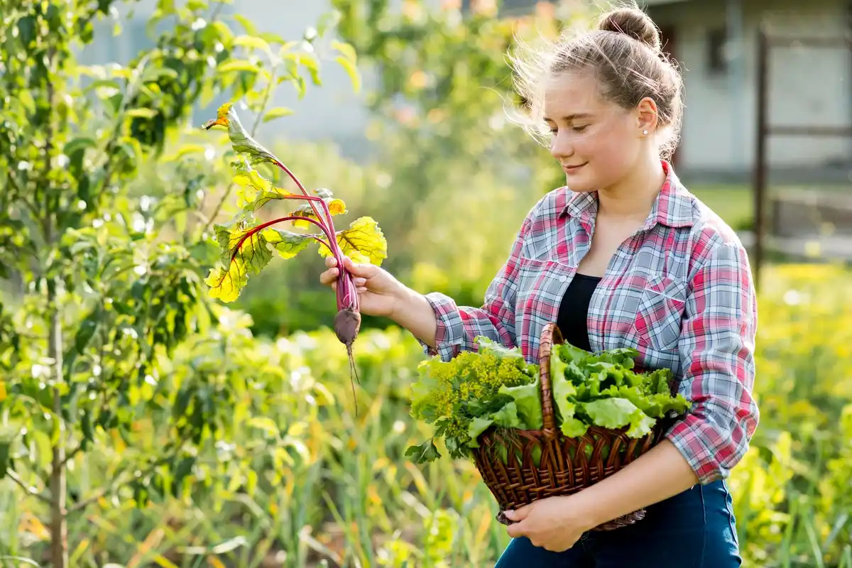 organic vegetable garden Netherlands