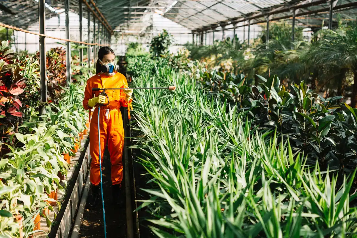 natural pest control in dutch vegetable garden