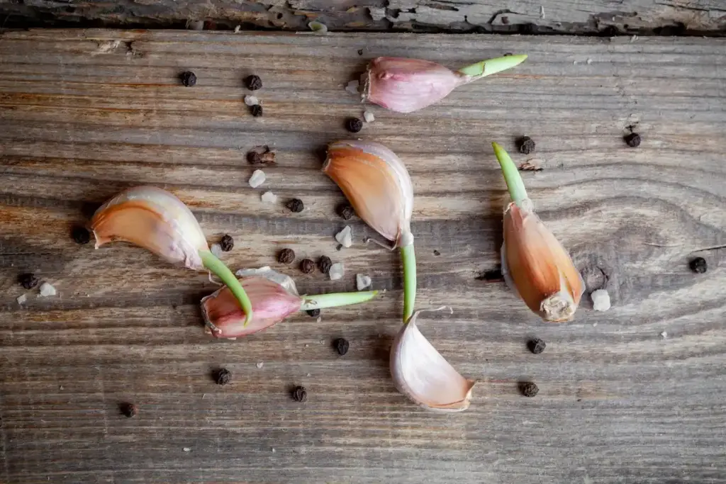 garlic and roses companion planting garden close up