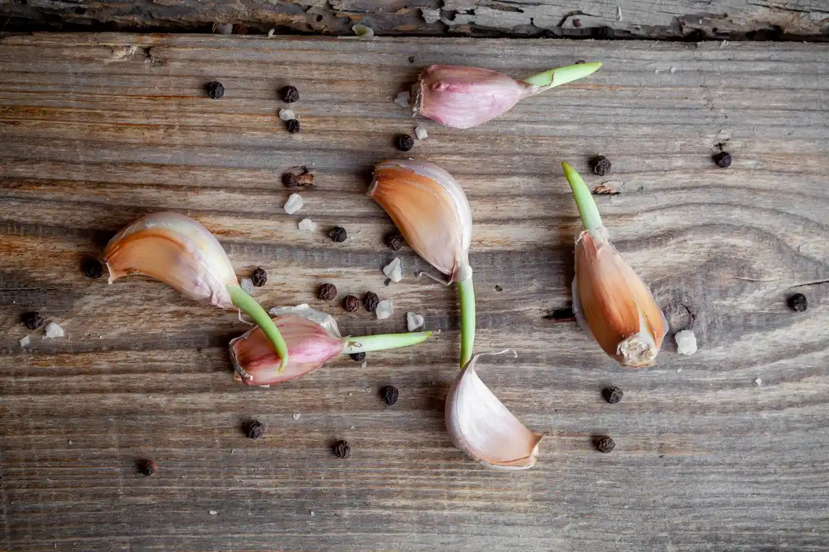 garlic and roses companion planting garden close up