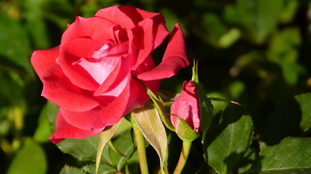 close up of healthy rose bush with garlic growing around it