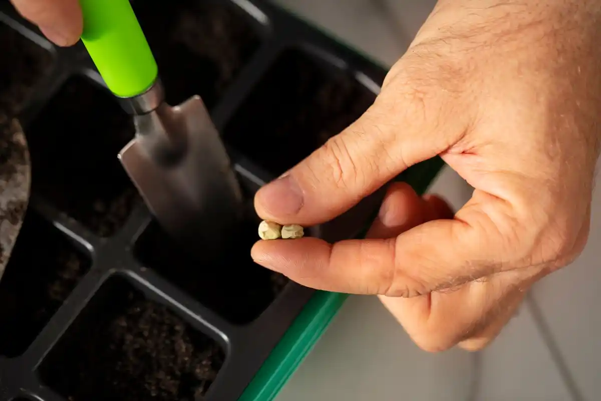 germination test home old seeds