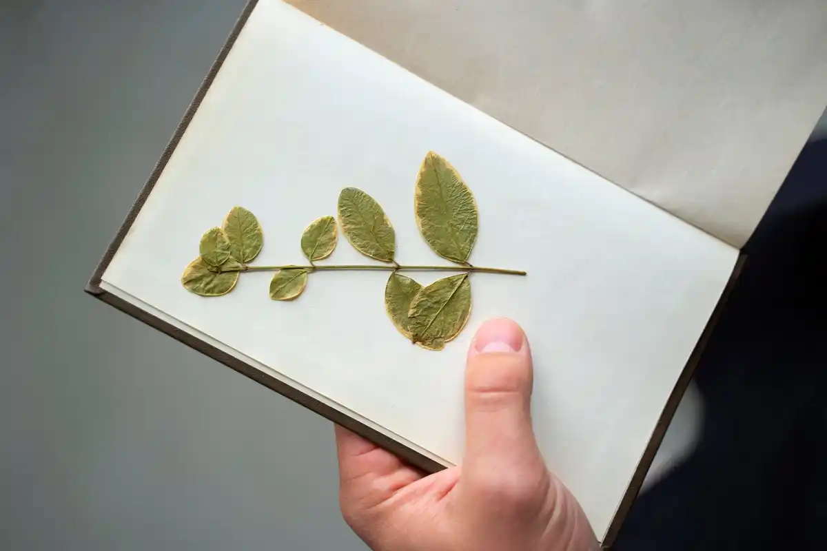 germination test seeds kitchen paper