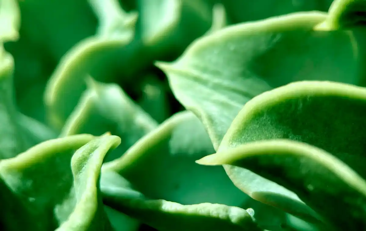 close up of self seeded spinach leaves in Dutch allotment