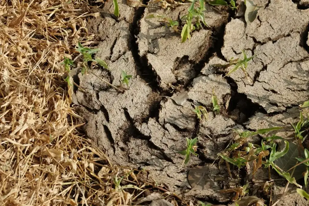damaged Dutch soil from fertilizer