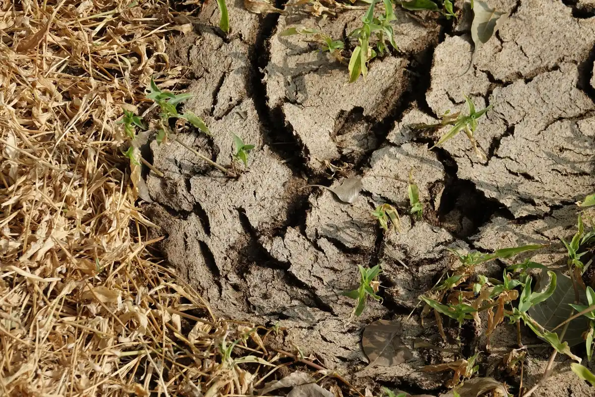 damaged Dutch soil from fertilizer