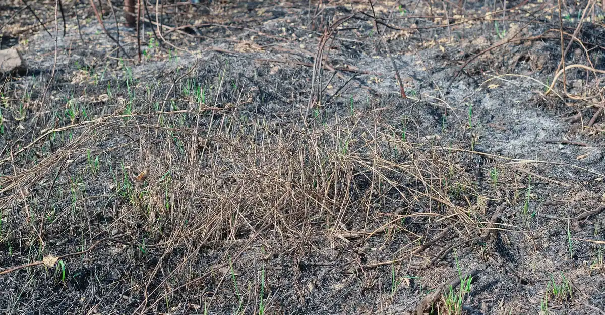damage to soil from fertilizer Netherlands
