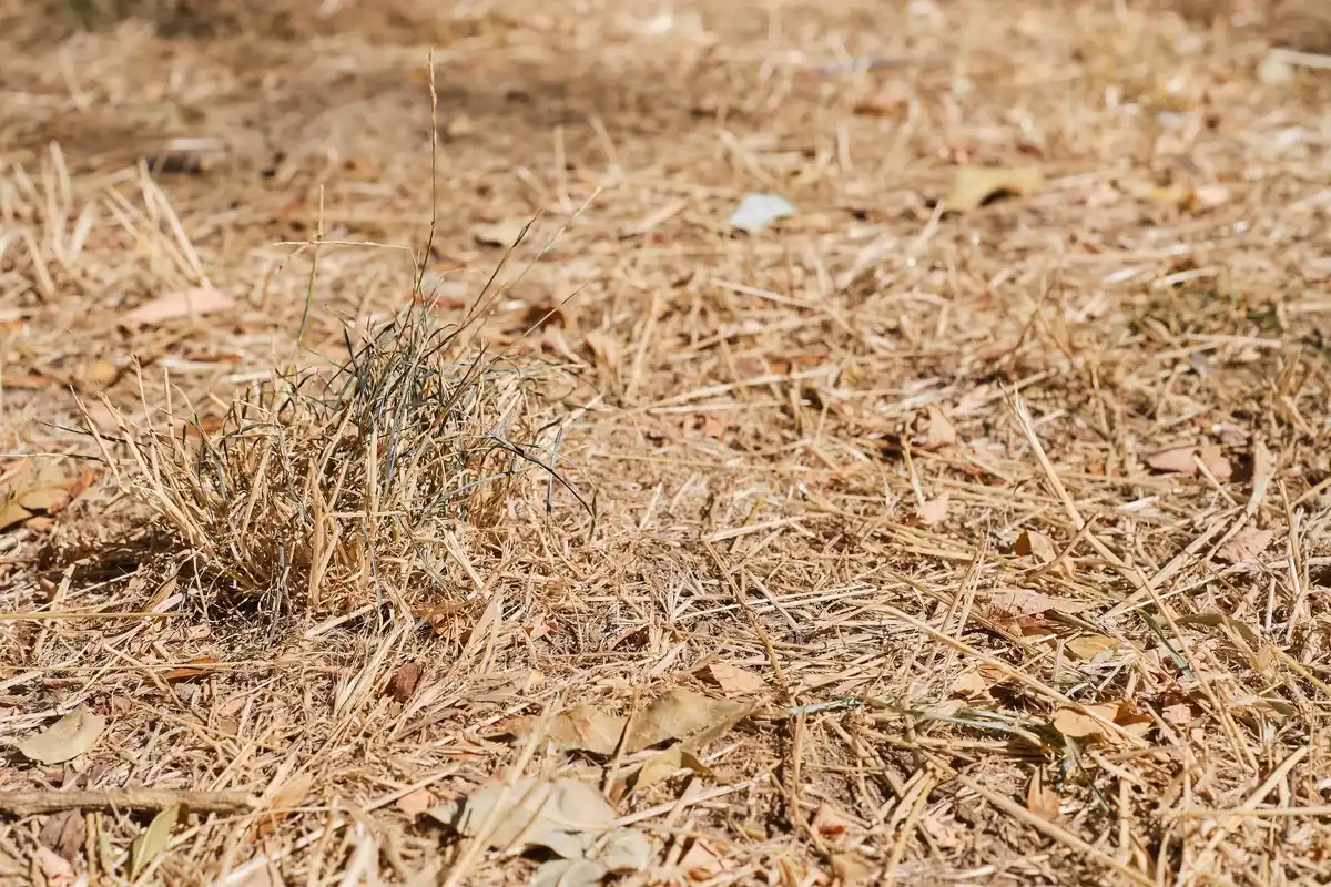 close-up dead soil from overfertilization garden Netherlands