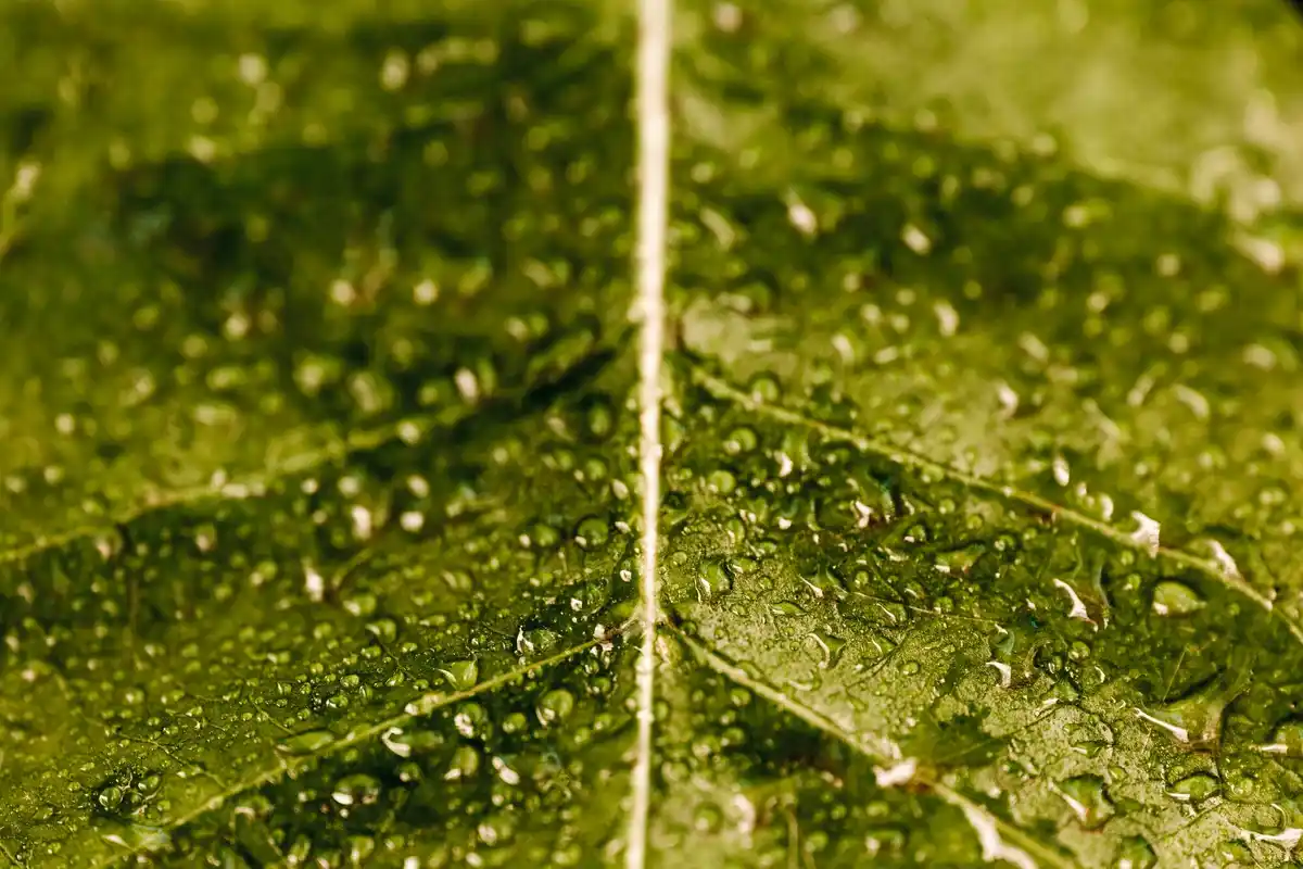 condensation inside greenhouse netherlands