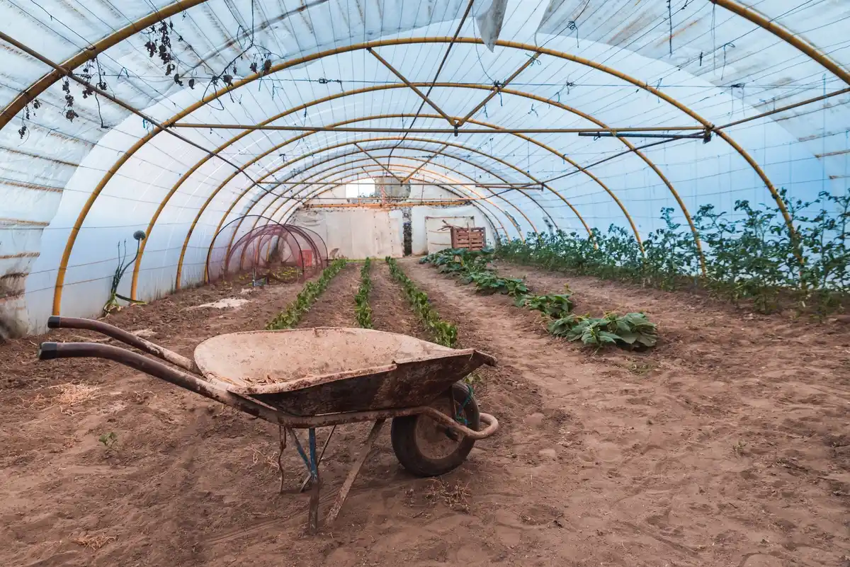 greenhouse wrong placement bad harvest netherlands garden
