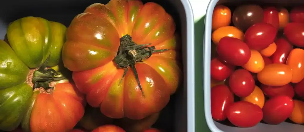 tomatoes and cucumbers together in Dutch greenhouse