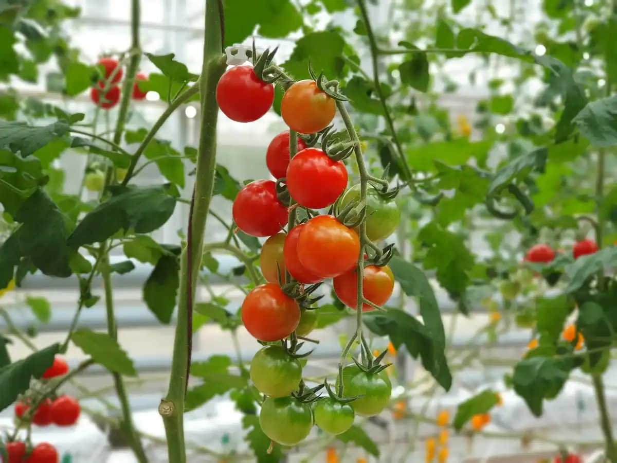 tomato cucumber greenhouse plant Netherlands