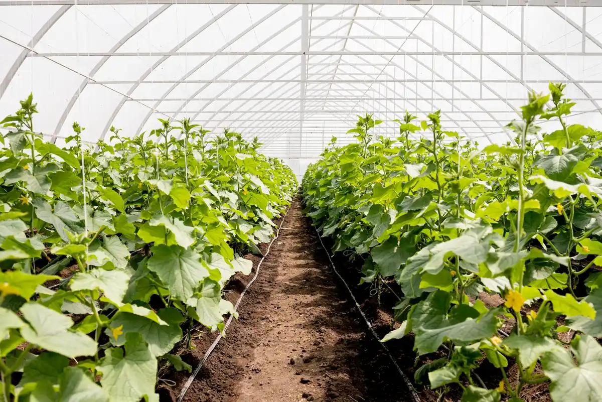 greenhouse divider tomato cucumber Dutch gardening