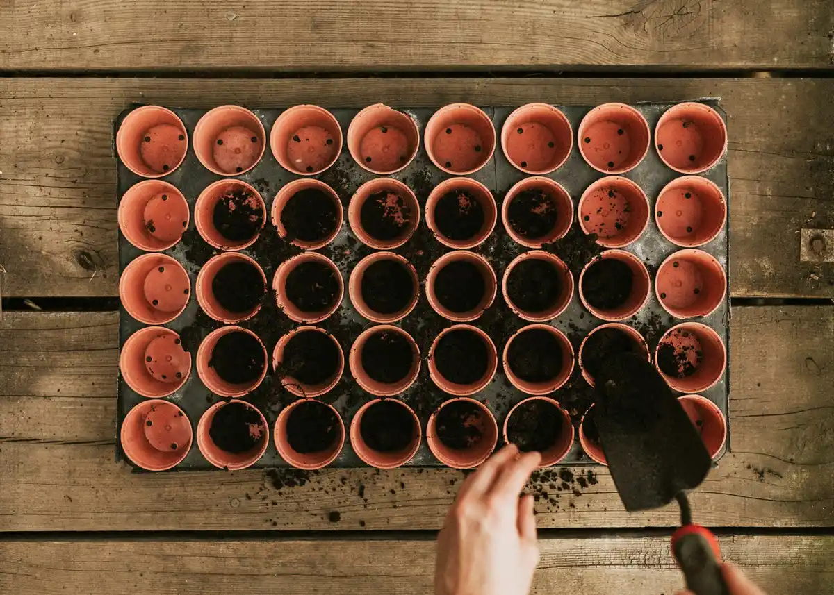 germinating old vegetable seeds test netherlands