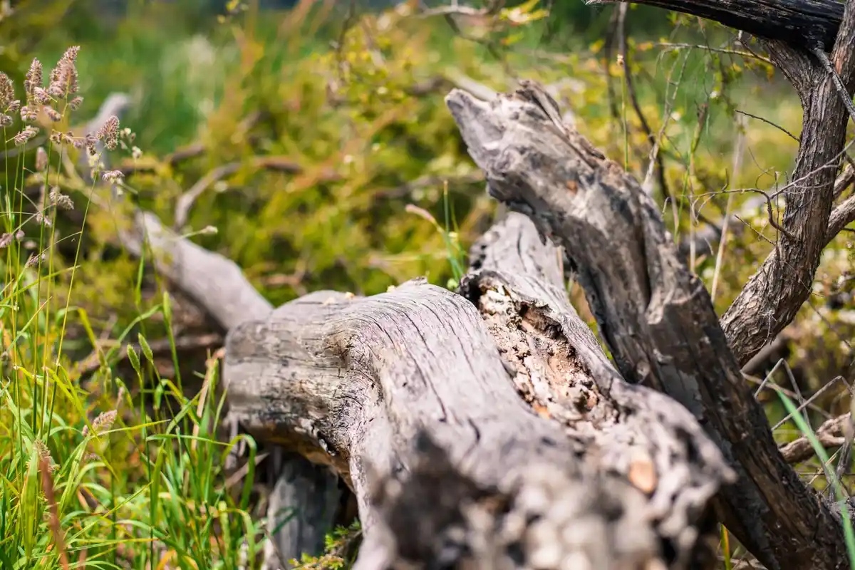 netherlands popular tree garden roots destruction
