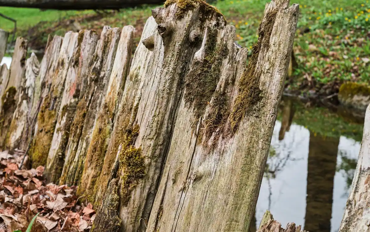 tree roots damaging garden netherlands example