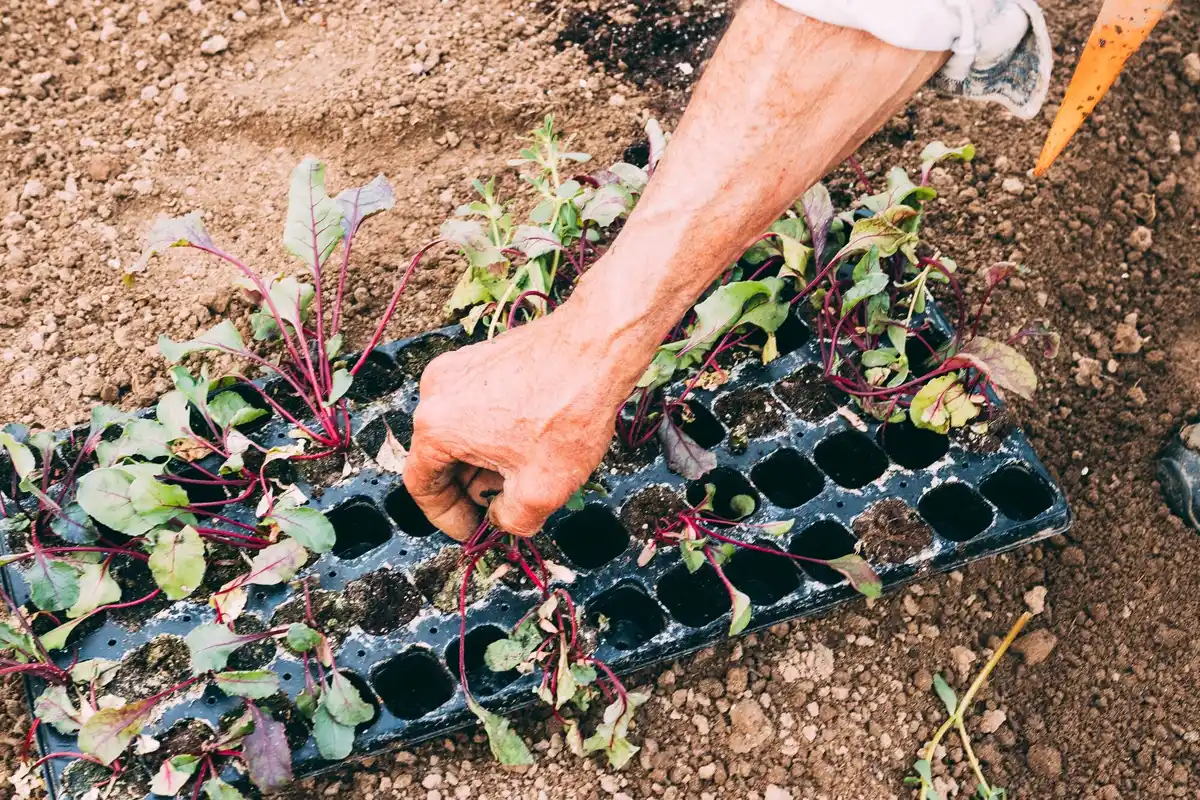 sowing vegetable seeds home garden netherlands