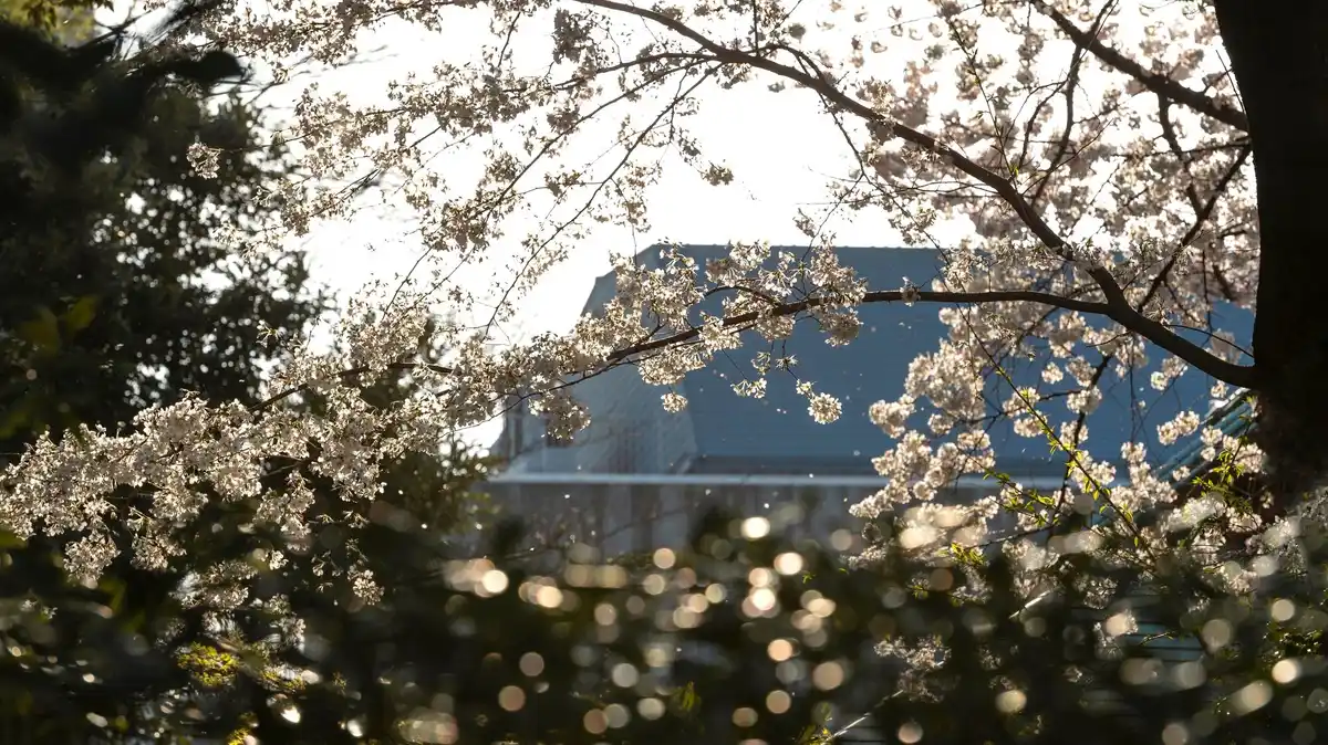 cherry tree in Dutch backyard