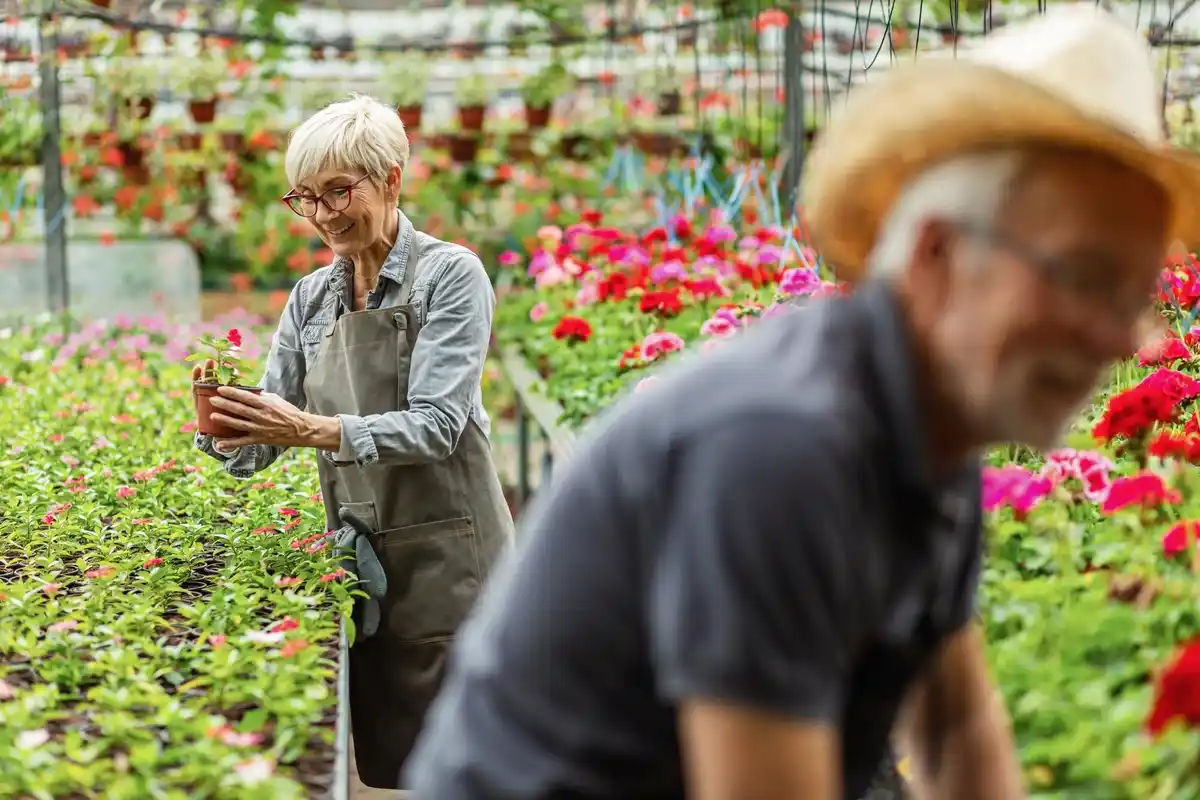 senior gardening raised greenhouse netherlands