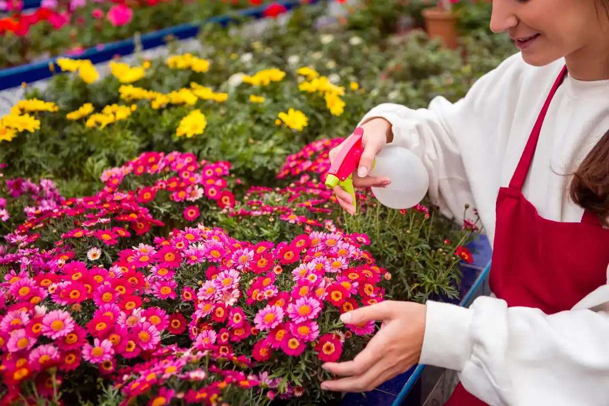 close up hands senior watering blooming Dutch garden