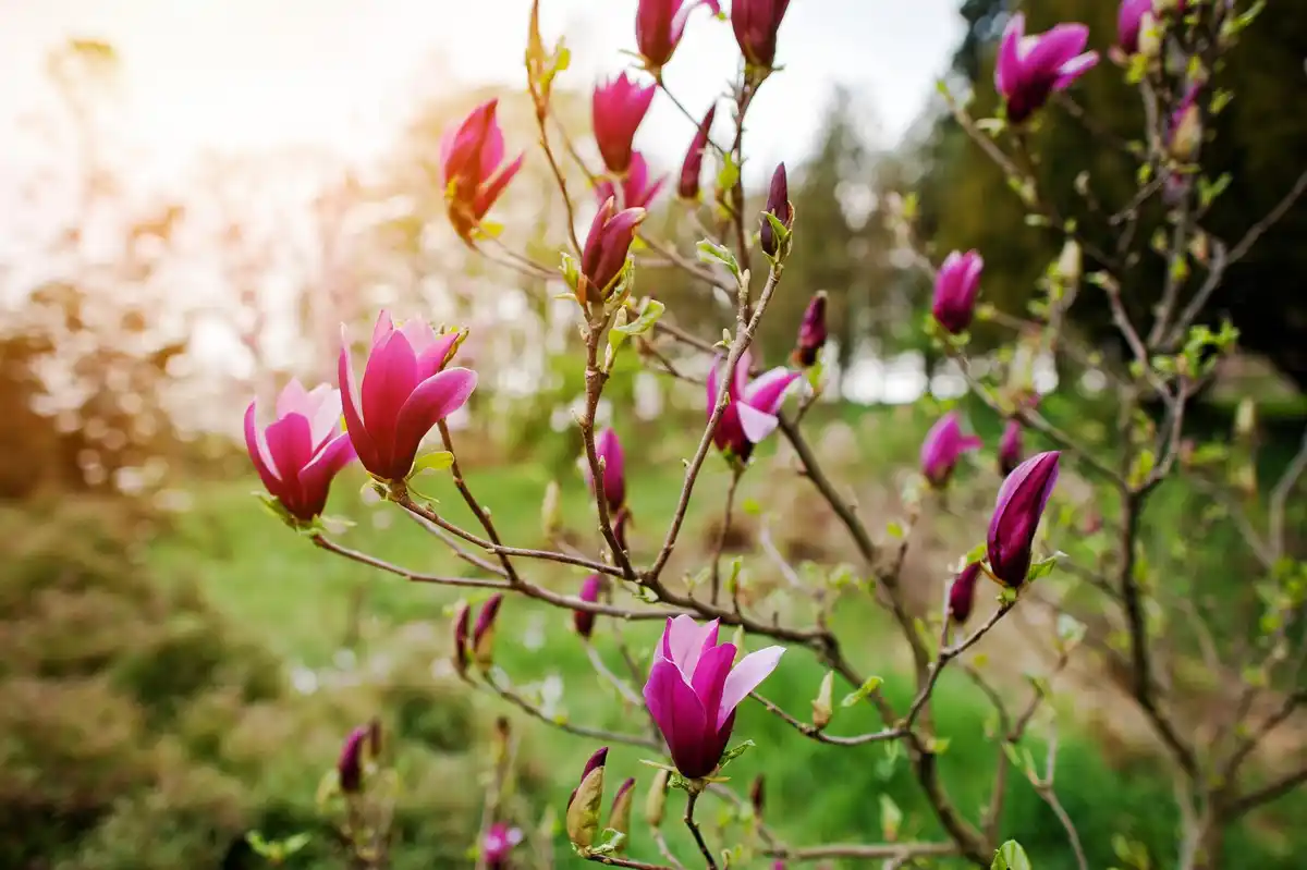 coffee grounds used in rose garden Netherlands Dutch morning sunlight