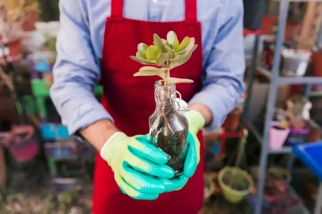 protecting zucchini seedlings from frost in Dutch garden