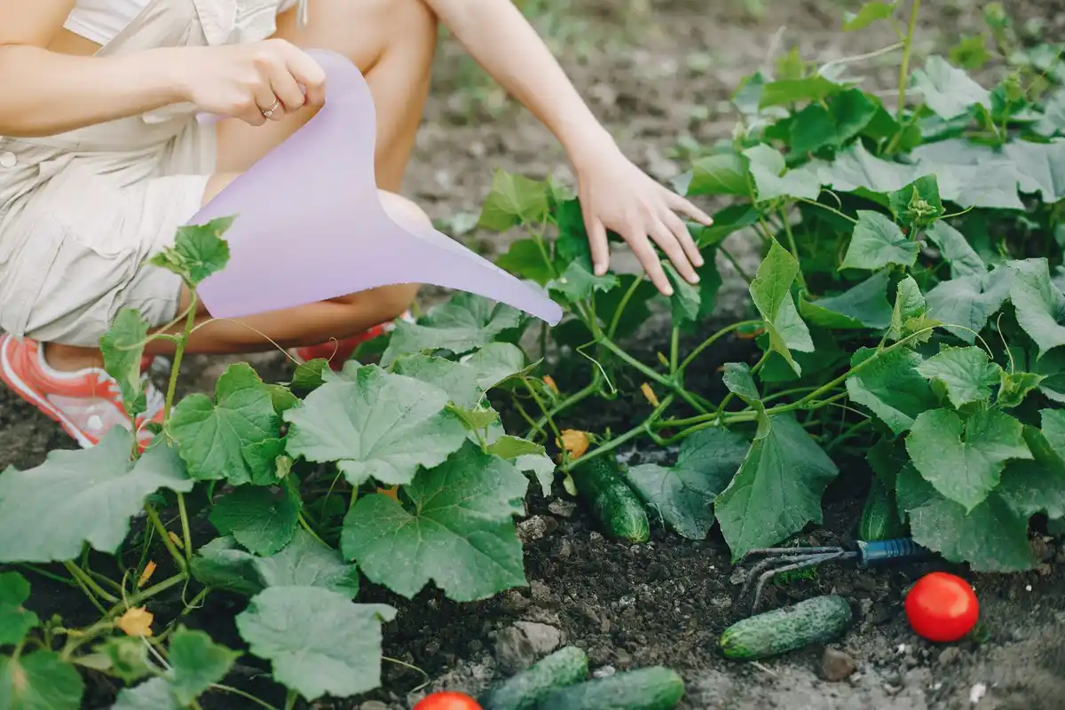 frost protection for zucchini seedlings in garden