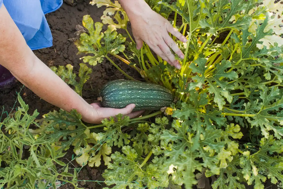 protecting zucchini plants from cold snap with cloche
