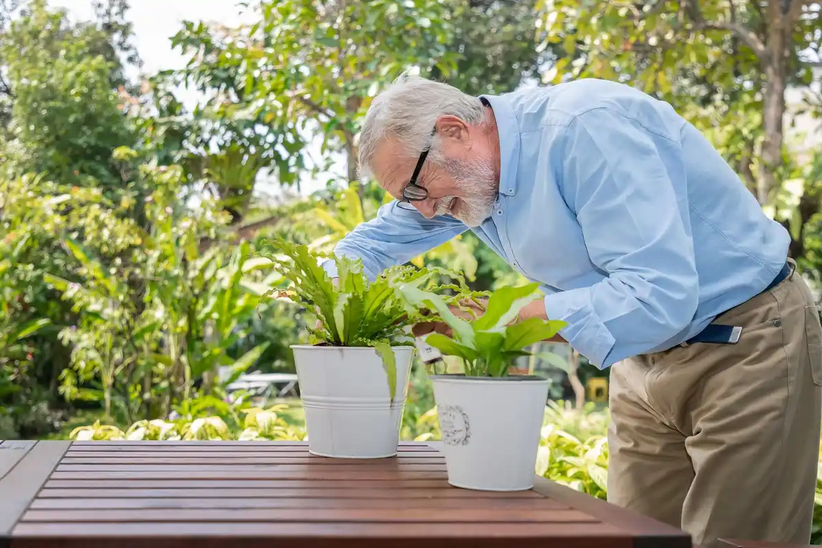 senior gardening easy seeds Netherlands