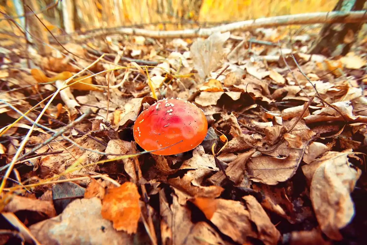 poisonous berries Dutch garden pets