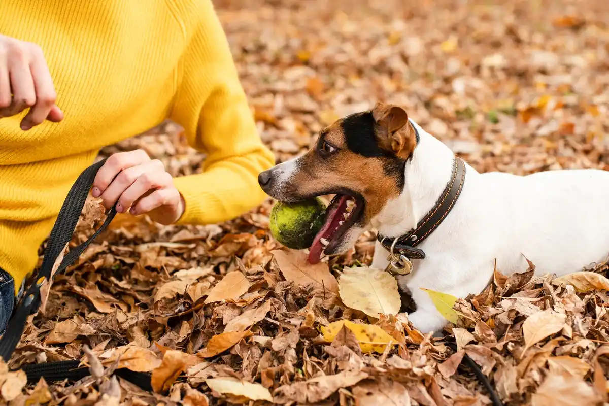 dog sniffing poisonous garden berries Dutch garden