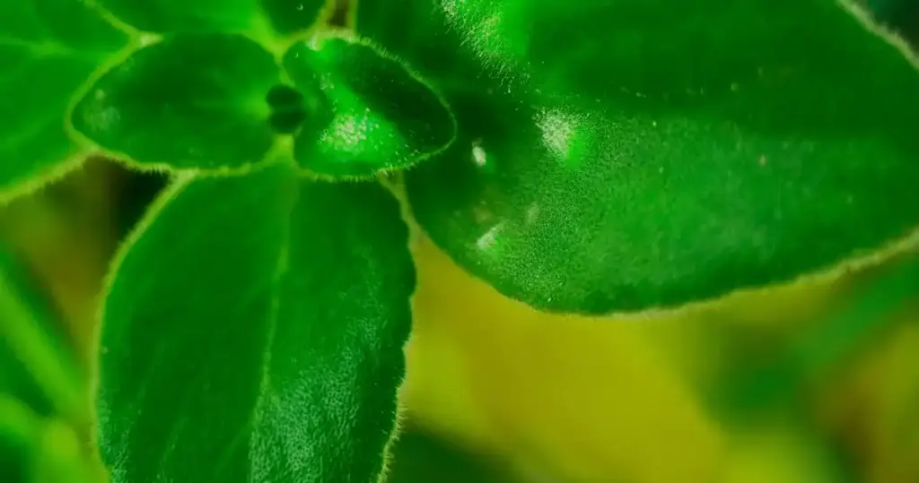 basilicum parsley garden rivalry closeup photo