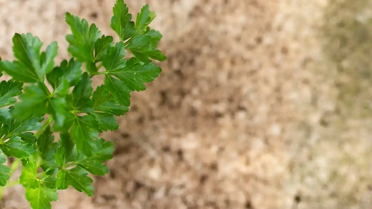 basil and parsley in garden close up
