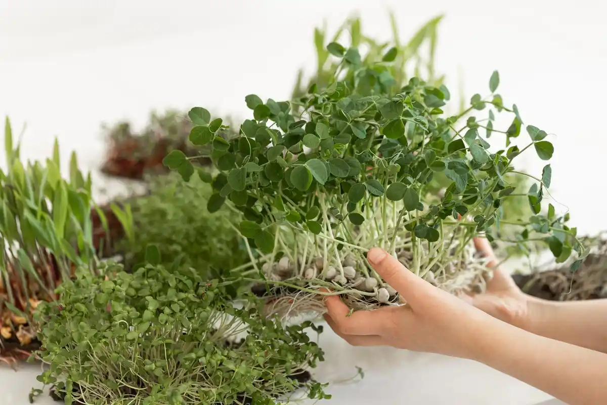 herb garden successful combinations