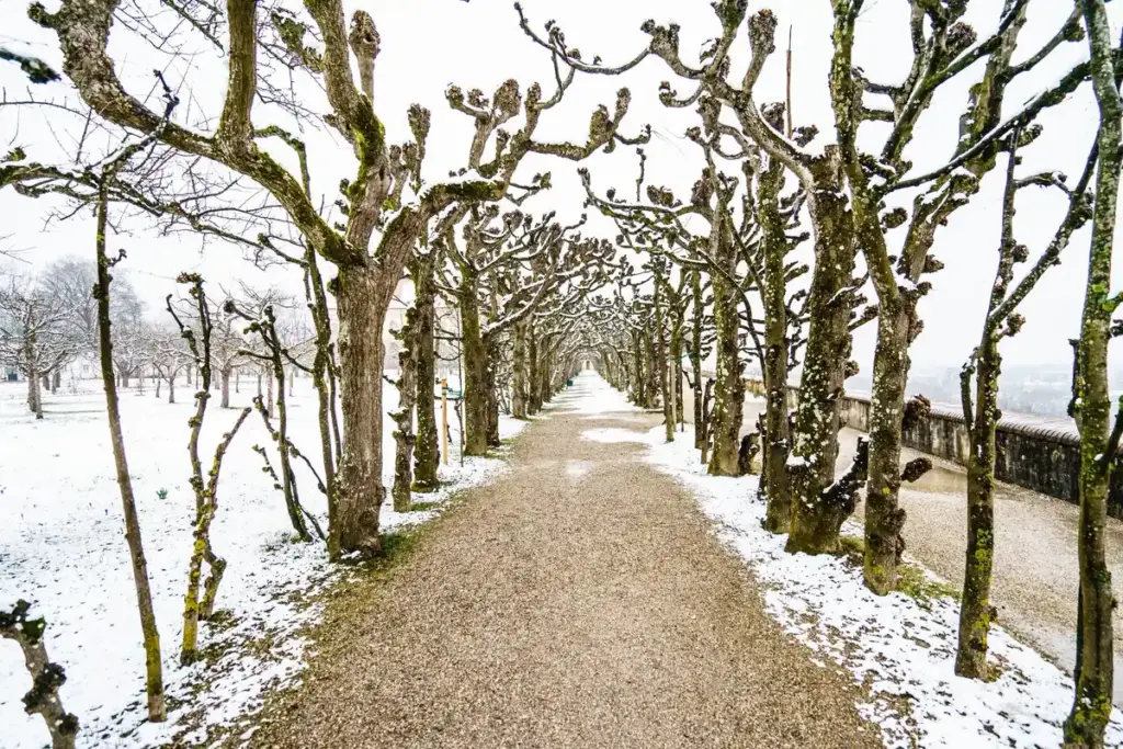 pear tree winter watering Dutch garden