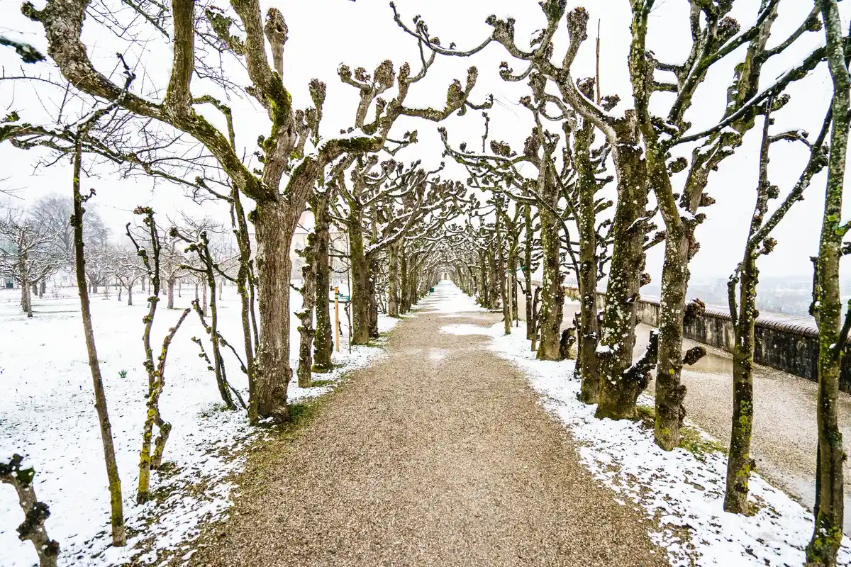 pear tree winter watering Dutch garden
