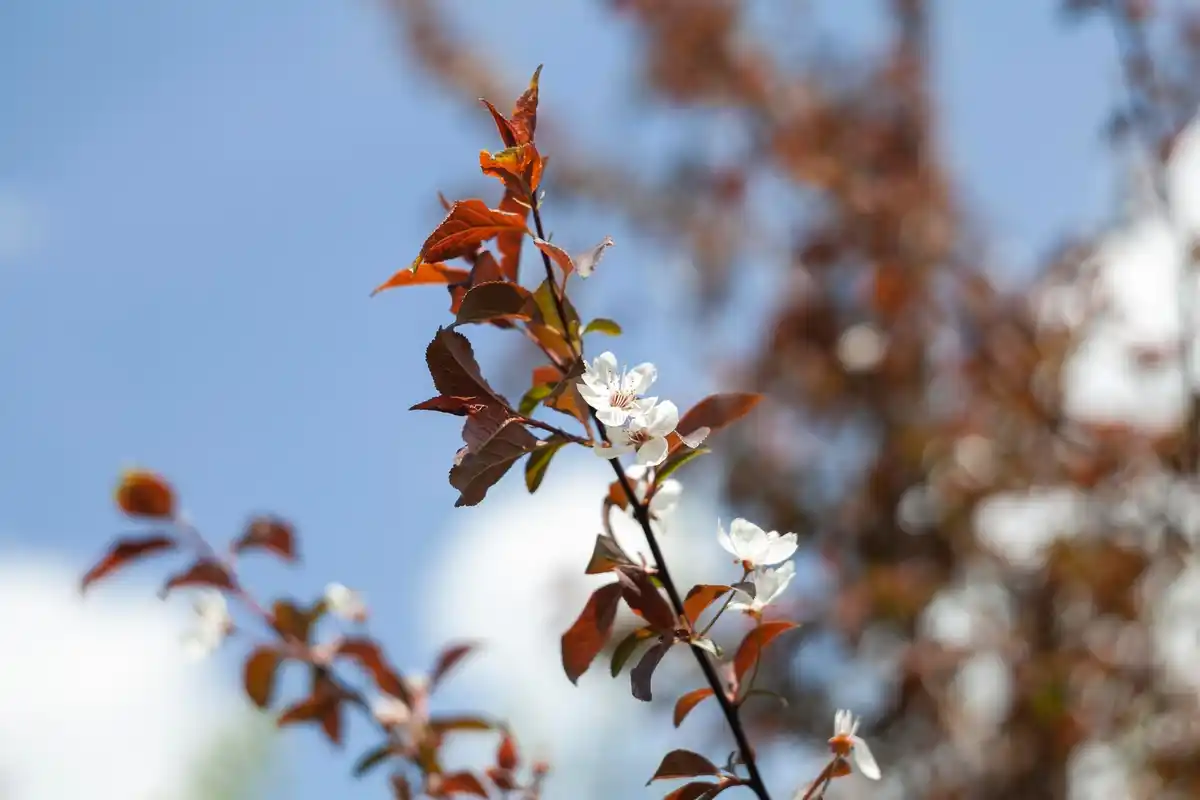 Dutch pear tree winter watering closeup