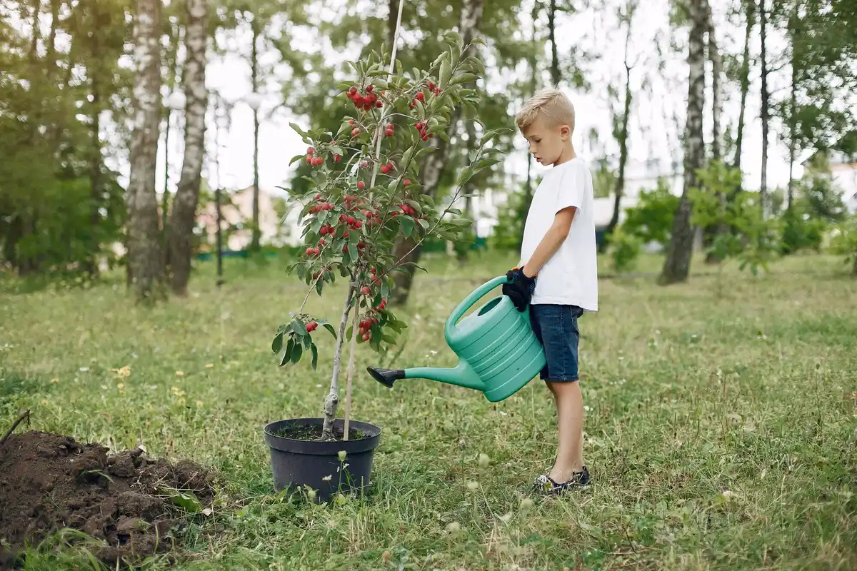 watering young pear trees Netherlands winter garden