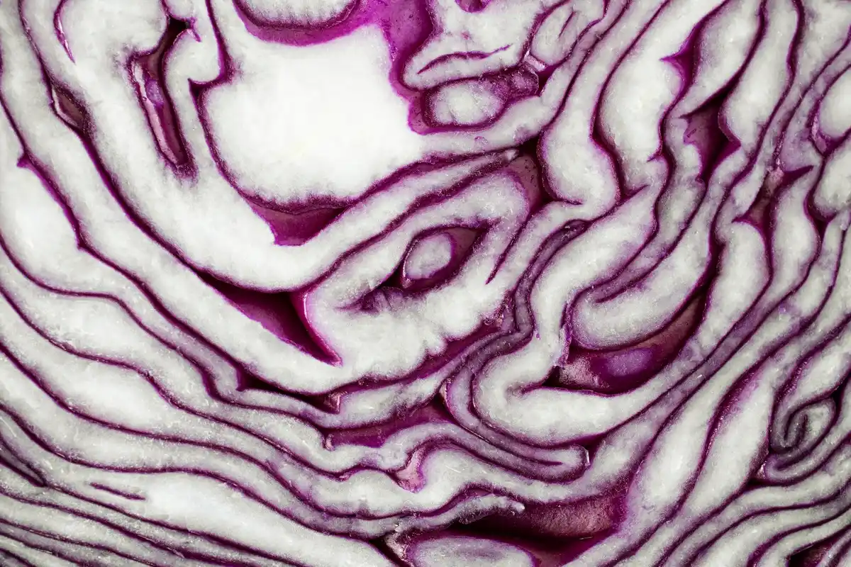 dutch parsnip vegetable closeup winter market