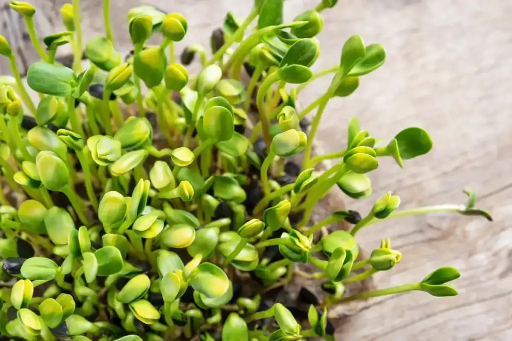 close up healthy seed sprouts in Dutch windowsill sunlight