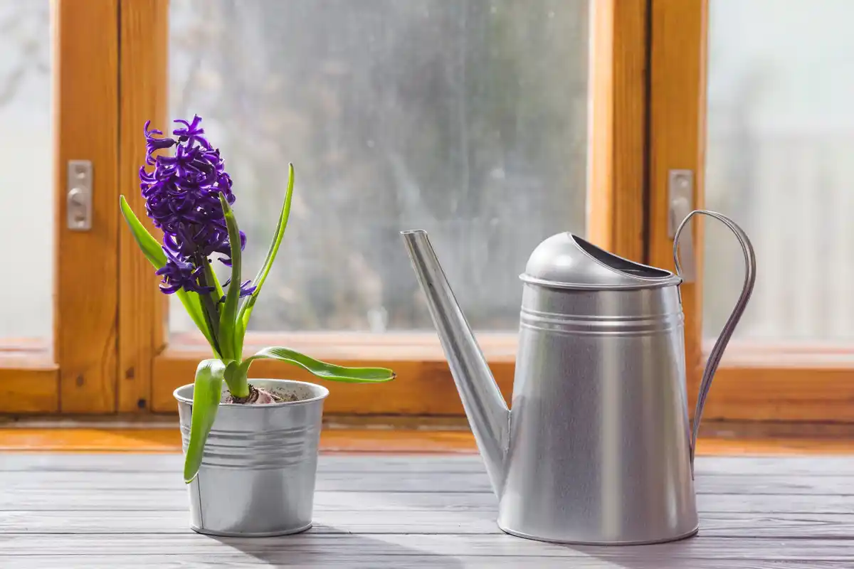 seedlings on windowsill spring sunlight Dutch house