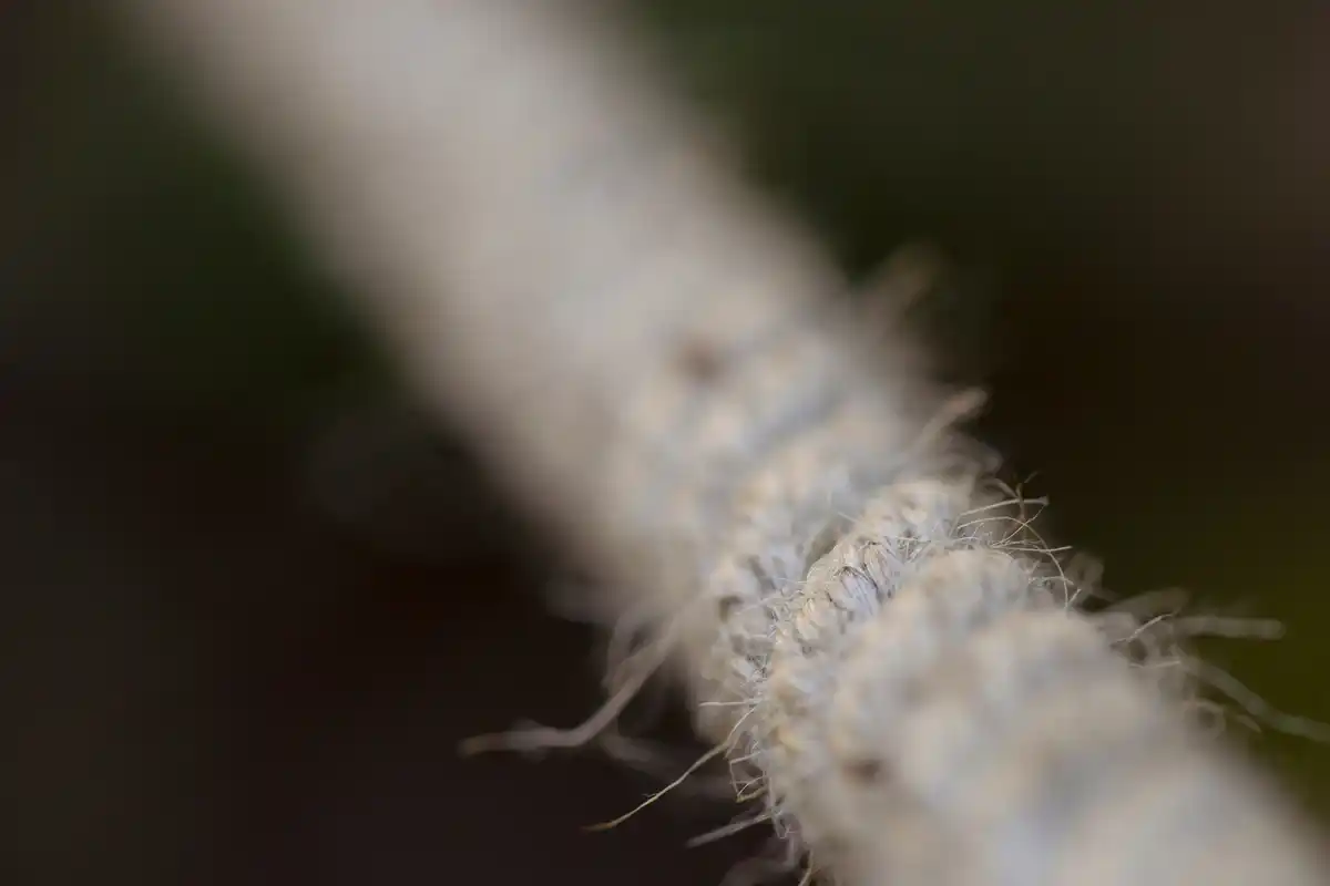 close up greenhouse mold condensatie plant