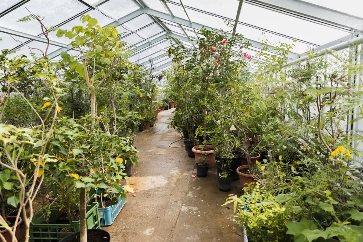 narrow greenhouse lush plants Netherlands sunlight