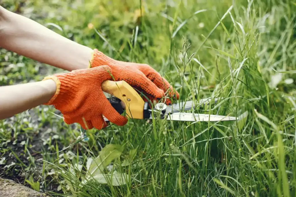 over fertilized plant damage garden