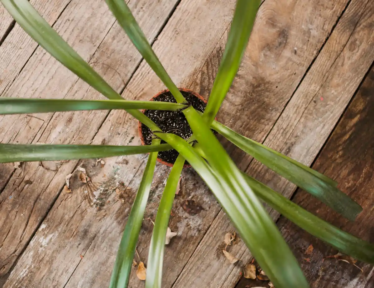 over fertilized plant roots close up