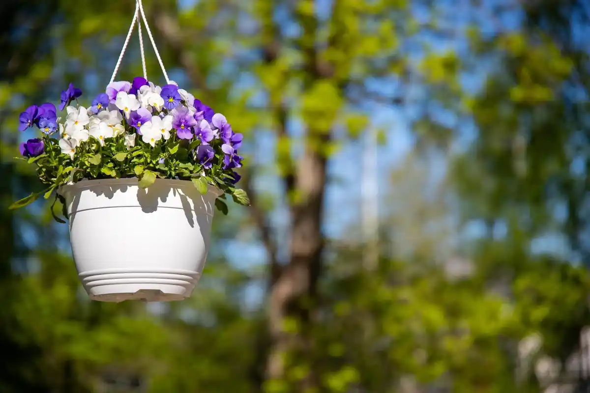 tall flowering plants in dutch garden