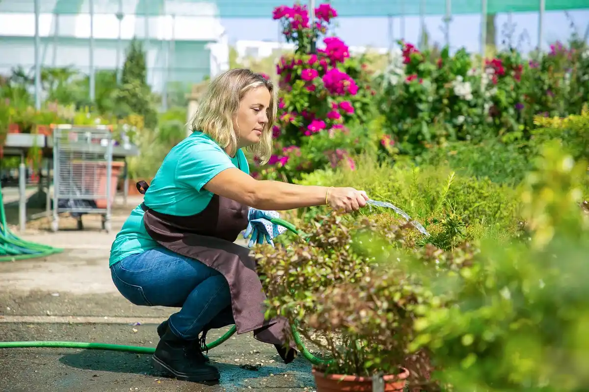 dutch woman over 50 gardening with tall perennial flowers